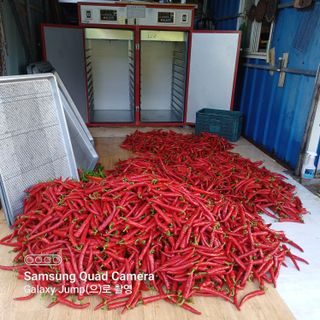 하하콩님의 고추 · 품종•종자 작성글 사진
