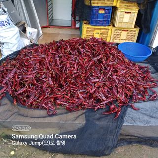 하하콩님의 고추 · 품종•종자 작성글 사진