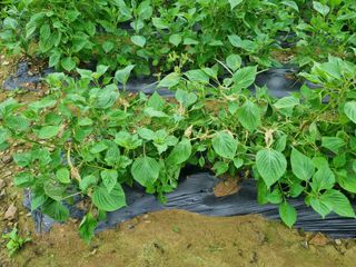 참깨6253님의 들깨 · 자유게시판 작성글 사진