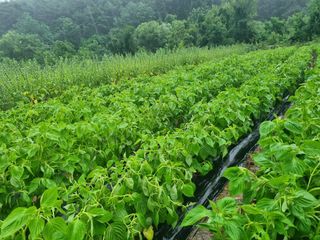 참깨6253님의 들깨 · 자유게시판 작성글 사진