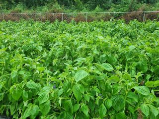 참깨6253님의 들깨 · 자유게시판 작성글 사진