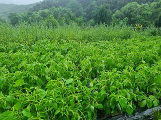 참깨6253님의 들깨 · 자유게시판 작성글 사진