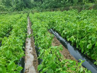 참깨6253님의 들깨 · 자유게시판 작성글 사진