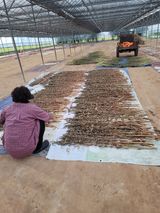 팜모닝 참깨·자유게시판 게시글 이미지