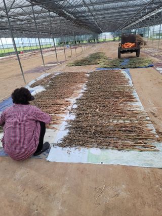 야목님의 참깨 · 자유게시판 작성글 사진
