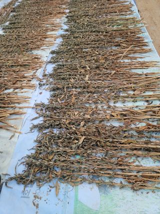 야목님의 참깨 · 자유게시판 작성글 사진