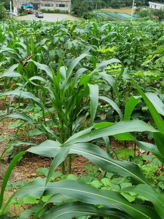 이상응님의 옥수수 · 자유게시판 작성글 사진