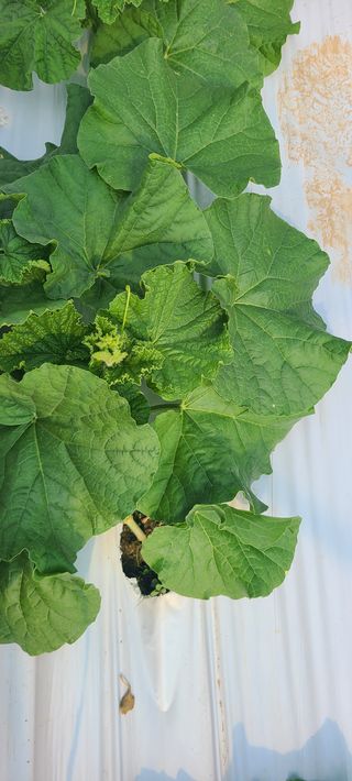 청춘농부님의 기타작물 · 병해충상담 작성글 사진