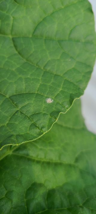 청춘농부님의 기타작물 · 병해충상담 작성글 사진