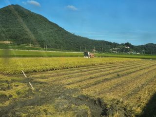 부농부농님의 벼 · 영농일지 작성글 사진