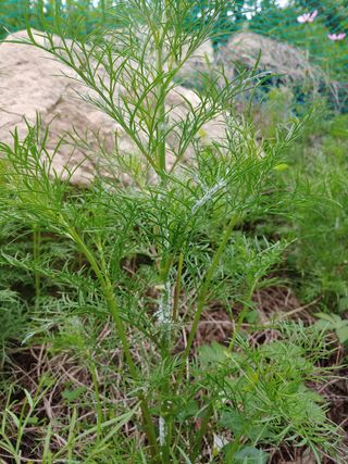 새앙골님의 포도 · 병해충상담 작성글 사진