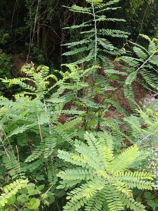 새앙골님의 포도 · 병해충상담 작성글 사진