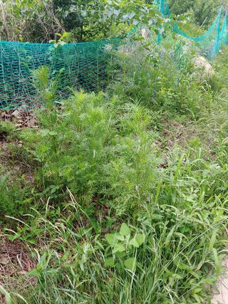 새앙골님의 포도 · 병해충상담 작성글 사진