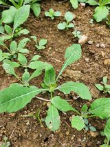 팜모닝 기타작물·자유게시판 게시글 이미지