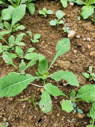 귀요미맘님의 기타작물 · 자유게시판 작성글 사진