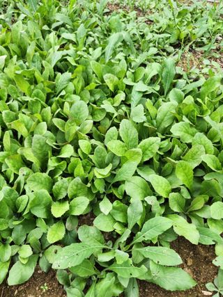 귀요미맘님의 기타작물 · 자유게시판 작성글 사진