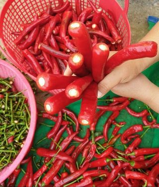 정 미라님의 고추 · 일상 작성글 사진