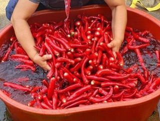 정 미라님의 고추 · 일상 작성글 사진