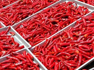 정 미라님의 고추 · 일상 작성글 사진