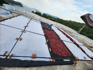 정 미라님의 고추 · 일상 작성글 사진