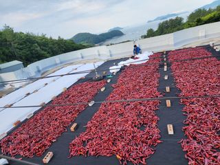 정 미라님의 고추 · 일상 작성글 사진