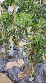 팜모닝 토마토·병해충상담 게시글 이미지