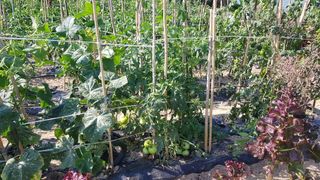 얌얌님의 토마토 · 병해충상담 작성글 사진