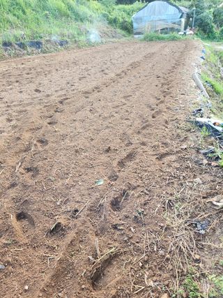 오임택 님의 배추 · 영농일지 작성글 사진