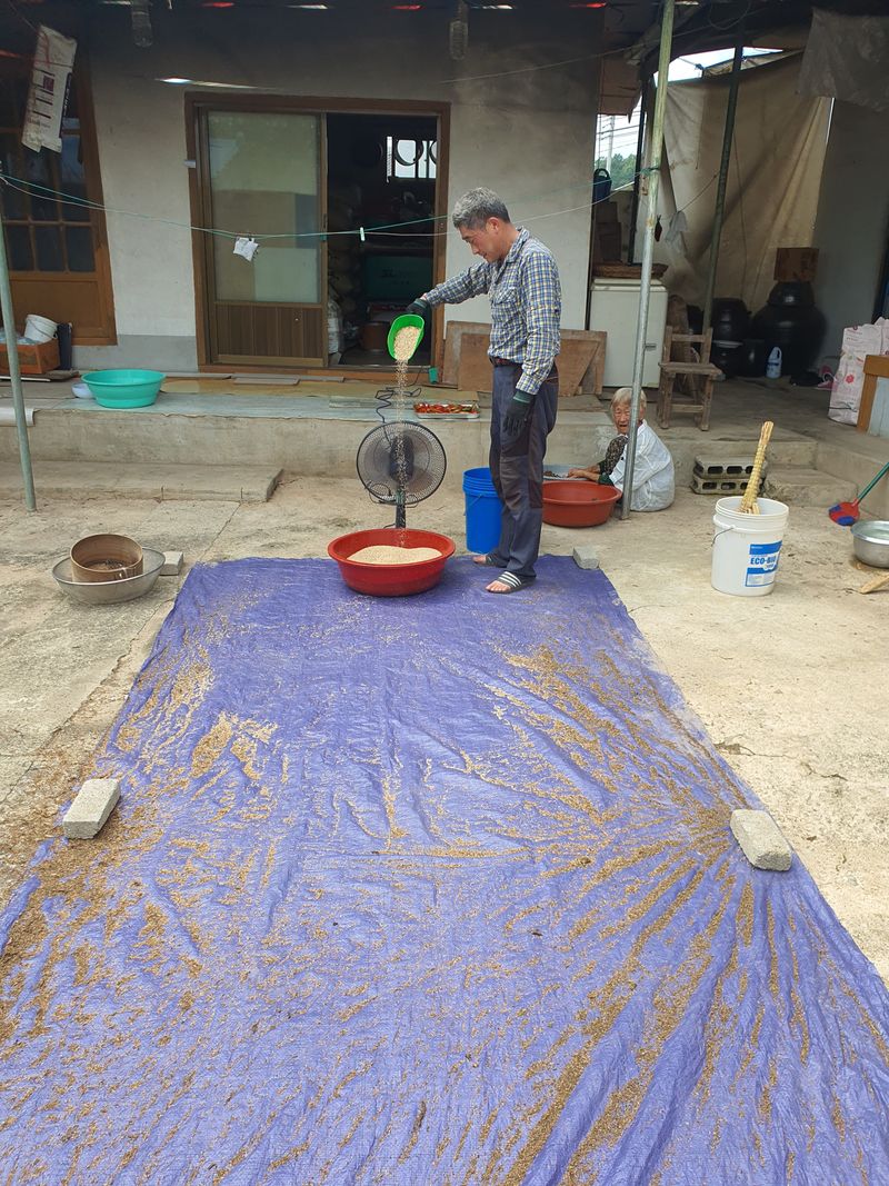 김영복님의 장터 판매 상품 [참깨 ] 첨부 사진