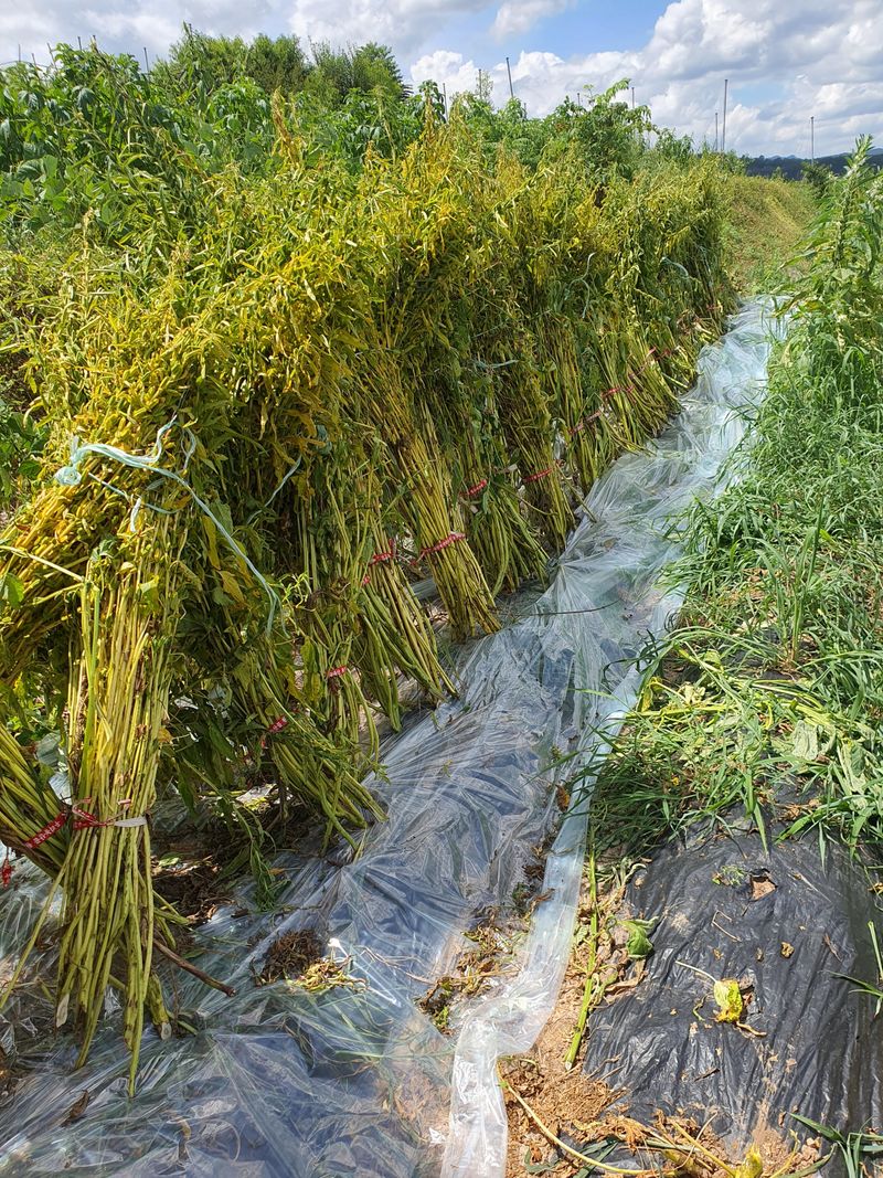 김영복님의 장터 판매 상품 [참깨 ] 첨부 사진