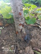 팜모닝 복숭아·병해충상담 게시글 이미지