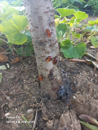 은산초보농부님의 복숭아 · 병해충상담 작성글 사진