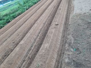 김한수님의 콩 · 영농일지 작성글 사진