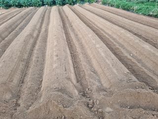 김한수님의 배추 · 영농일지 작성글 사진