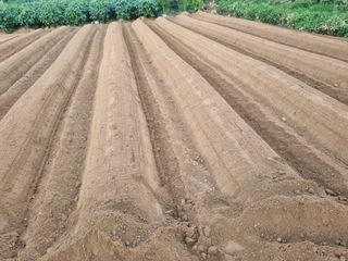 김한수님의 배추 · 영농일지 작성글 사진