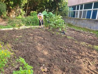 이인구님의 배추 · 토양준비 작성글 사진