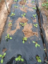 팜모닝 옥수수·영농일지 게시글 이미지