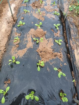 hoonkoo님의 옥수수 · 영농일지 작성글 사진