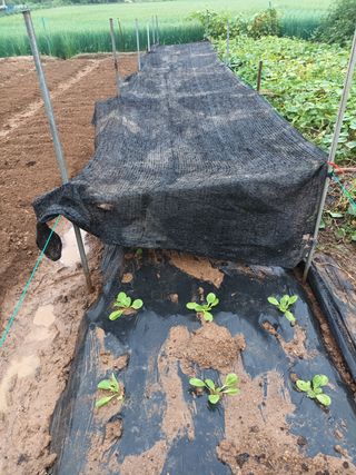 hoonkoo님의 옥수수 · 영농일지 작성글 사진