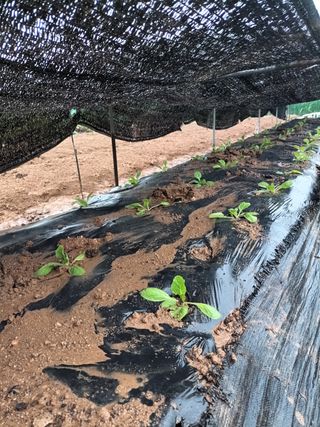 hoonkoo님의 옥수수 · 영농일지 작성글 사진