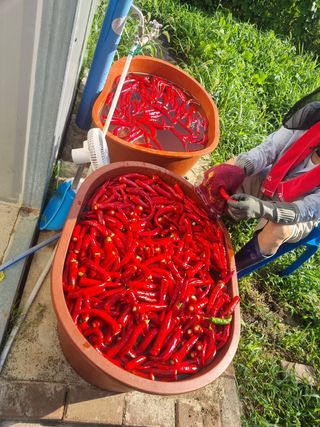 구평쿠키요정님의 고추 · 영농일지 작성글 사진