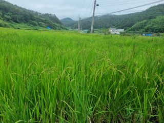 구평쿠키요정님의 고추 · 영농일지 작성글 사진
