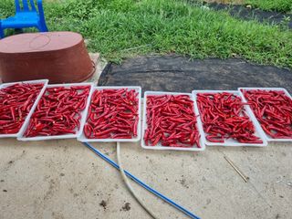 구평쿠키요정님의 고추 · 영농일지 작성글 사진