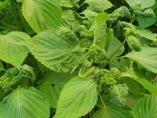 이규영님의 들깨 · 병해충상담 작성글 사진