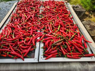 고추대~~~박님의 고추 · 수확 작성글 사진