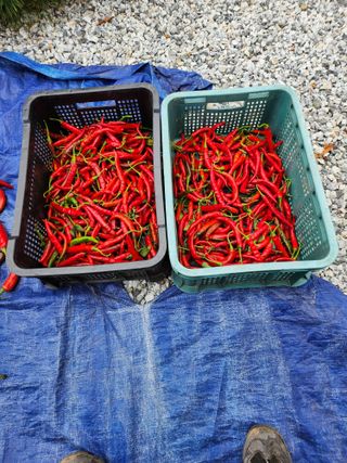 고추대~~~박님의 고추 · 수확 작성글 사진