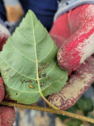 알 수 없음님의 기타작물 · 병해충상담 작성글 사진