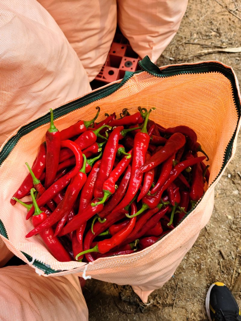 장터 상품 [건고추] 썸네일