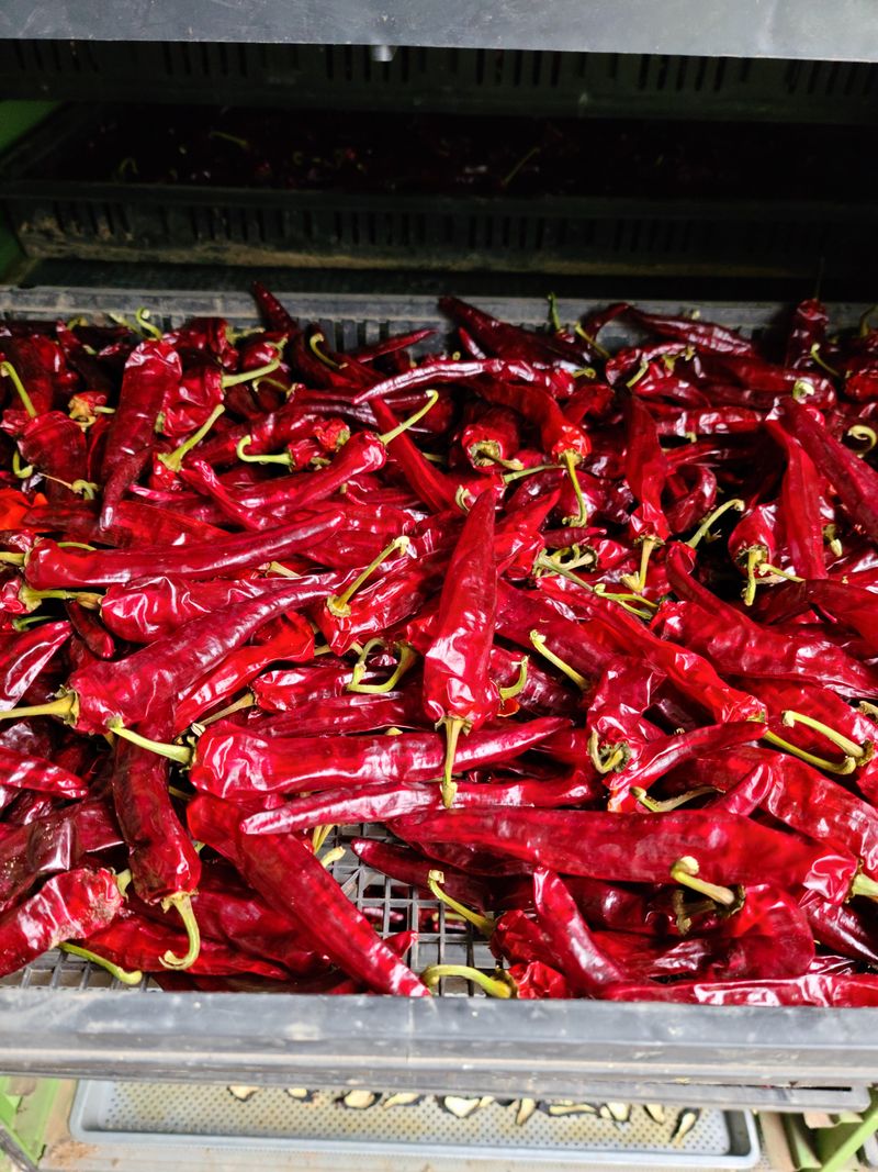 오현민님의 장터 판매 상품 [건고추] 첨부 사진