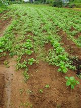 팜모닝 나의 농사 필수품 소개하기·참여글 게시글 이미지